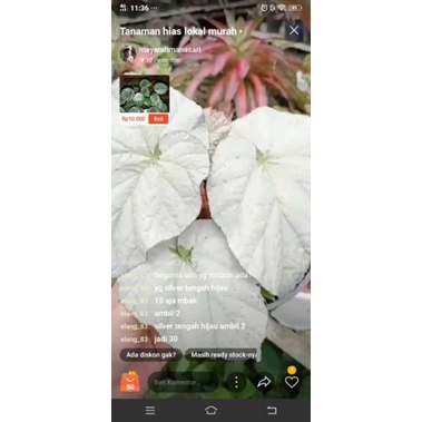 1 begonia pink thailand jumbo, 2 begonia silver hijau