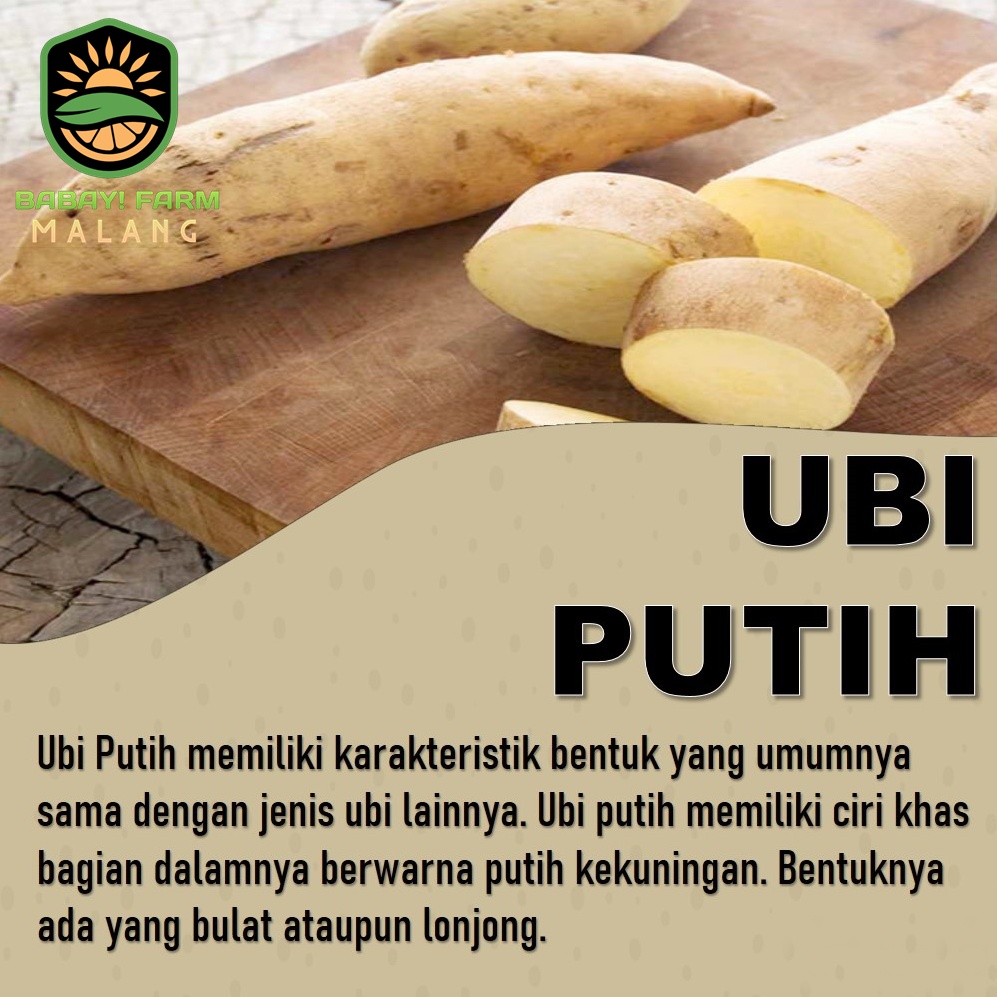 

ubi putih ketela 250 500 gr / 1 kg