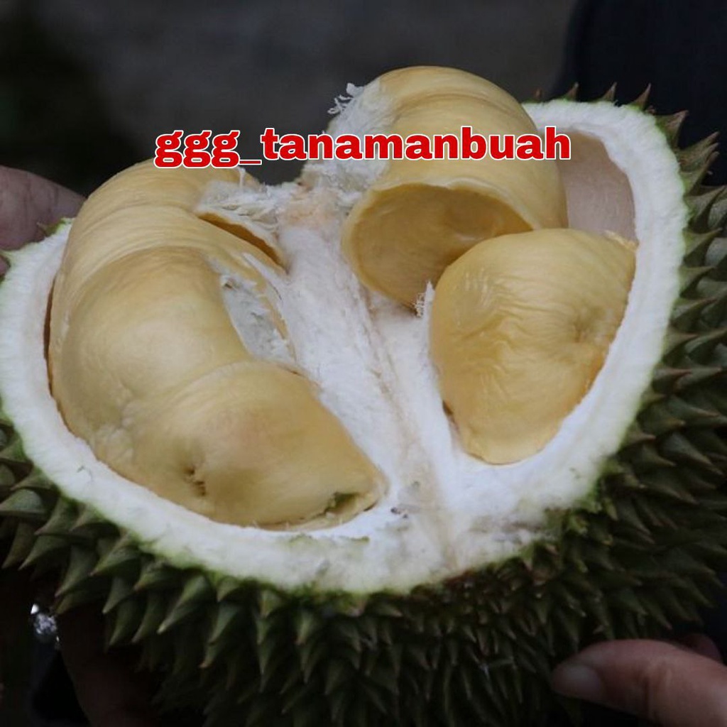 Bibit Durian Kanjau Super