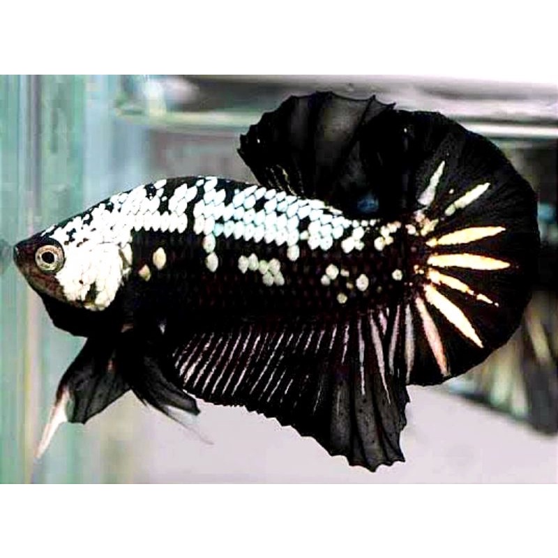 Plakat Hiasan Kamar Black Samurai Mamba Male/Female