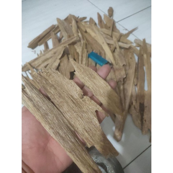 kayu gaharu CHIF AB
