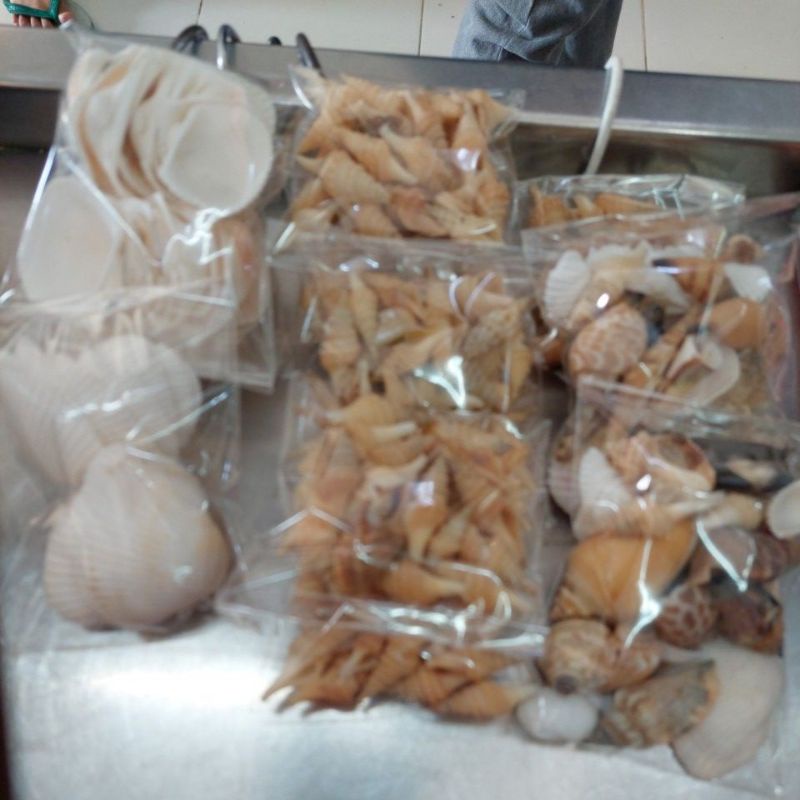 Hiasan kerang buat prakarya anak sekolah