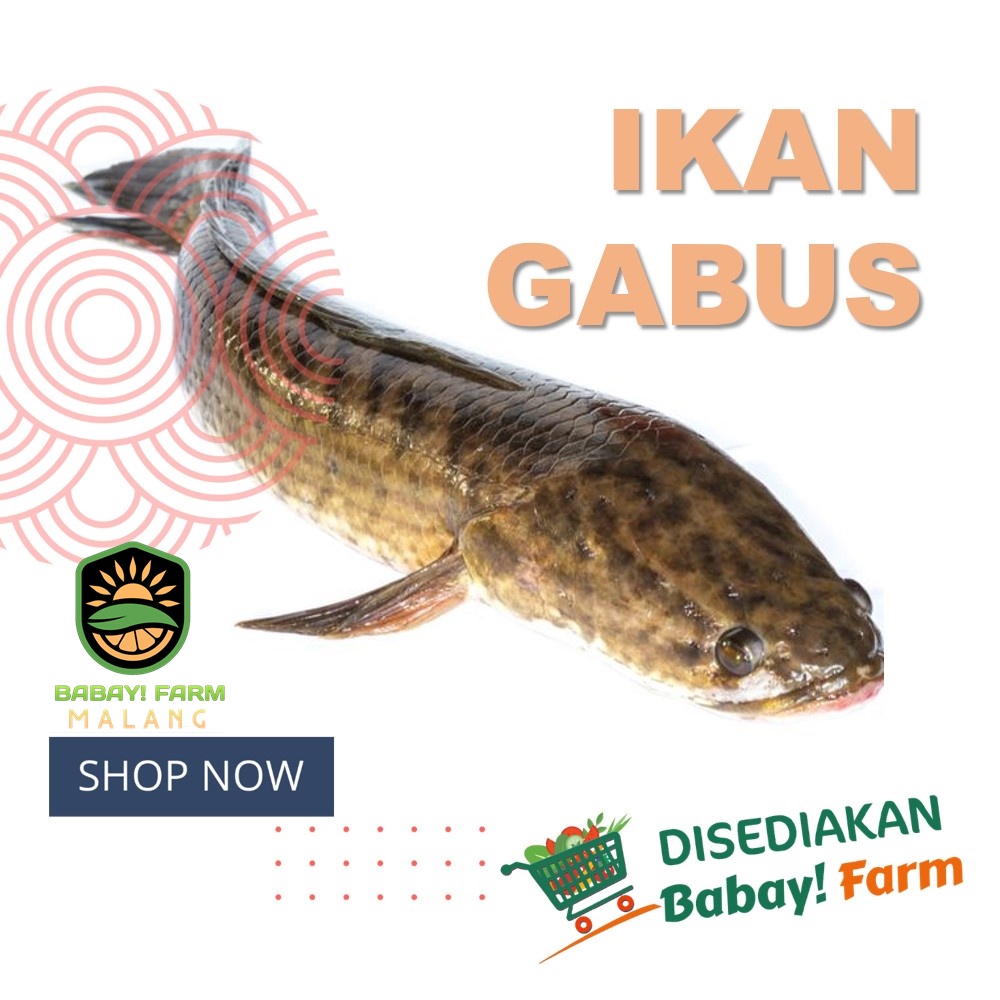 

Ikan Gabus Kutuk Segar Hidup / Kuthuk Frozen 500 gr 1 Kg / Obat MPASI Jantung Stroke Pasca operasi