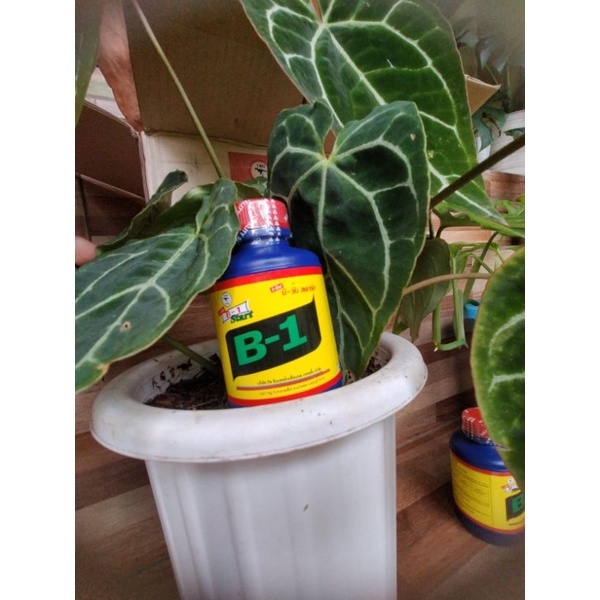 vitamin tanaman B1 Thailand (perangsang akar tanaman)