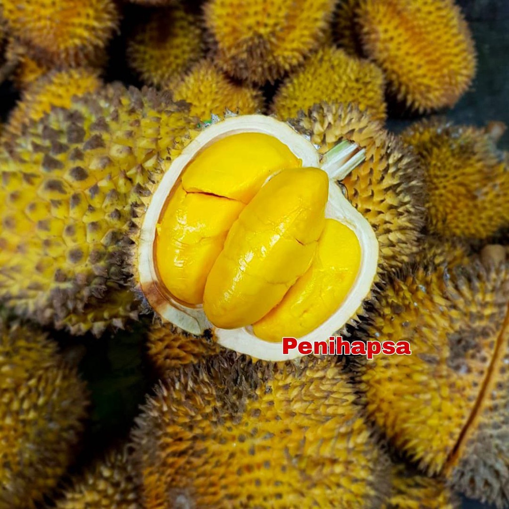 Bibit Durian Lay Super Cepat Berbuah