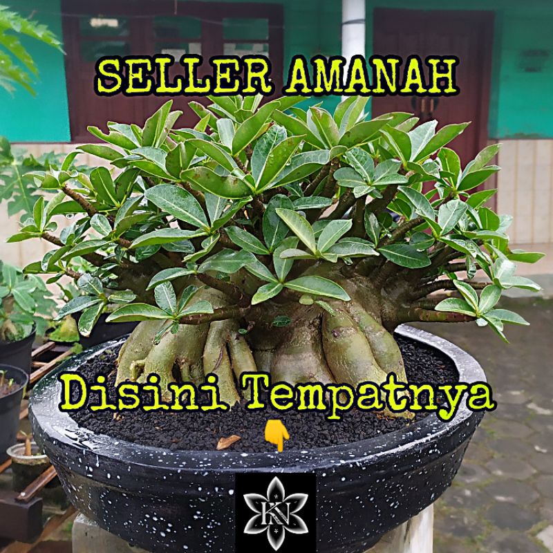 ADENIUM GODJI | ARABICUM MURAH | ARABICUM BERKUALITAS | TANAMAN HIAS