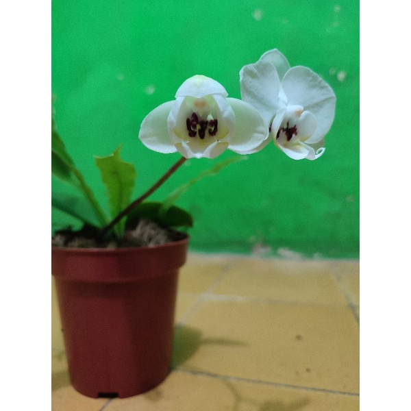 anggrek bulan hybrid putih trotol ungu ( bunga asli )