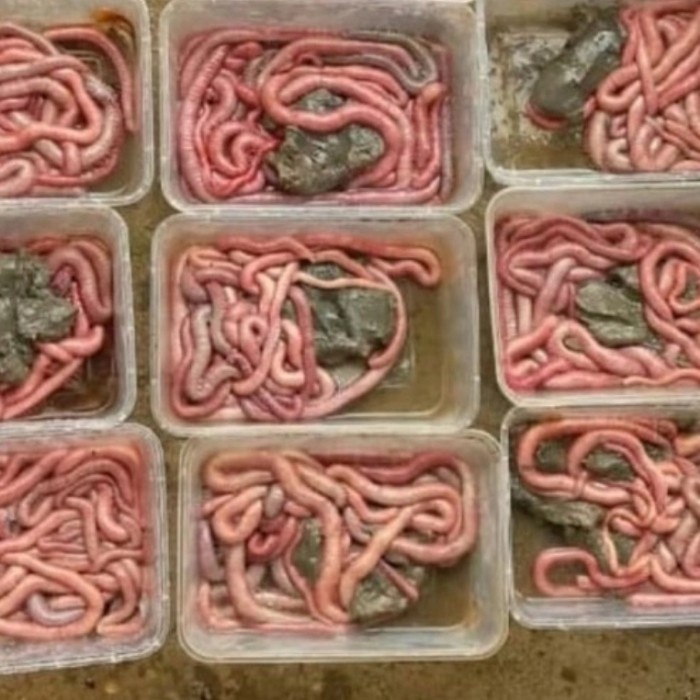 DISKON Cacing nipah umpan mancing galatama lele MURAH