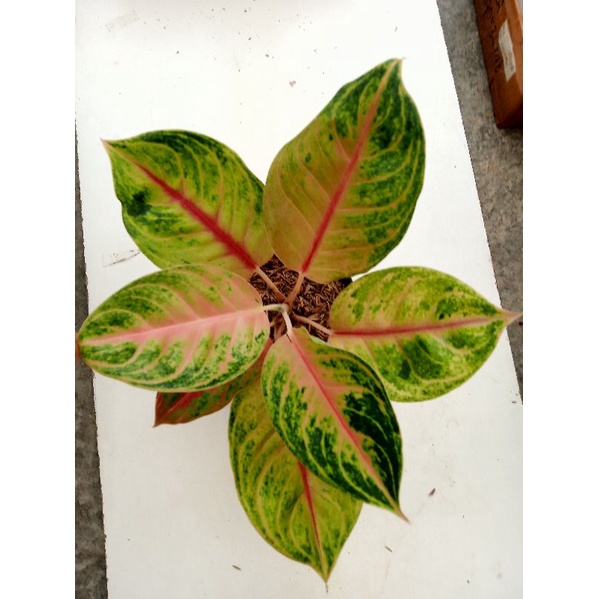 Aglonema Jamilah Jackpot JJ