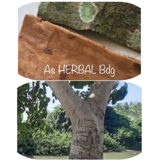

Kulit pohon gondang kulit pohon kondang segar 500 gram-az