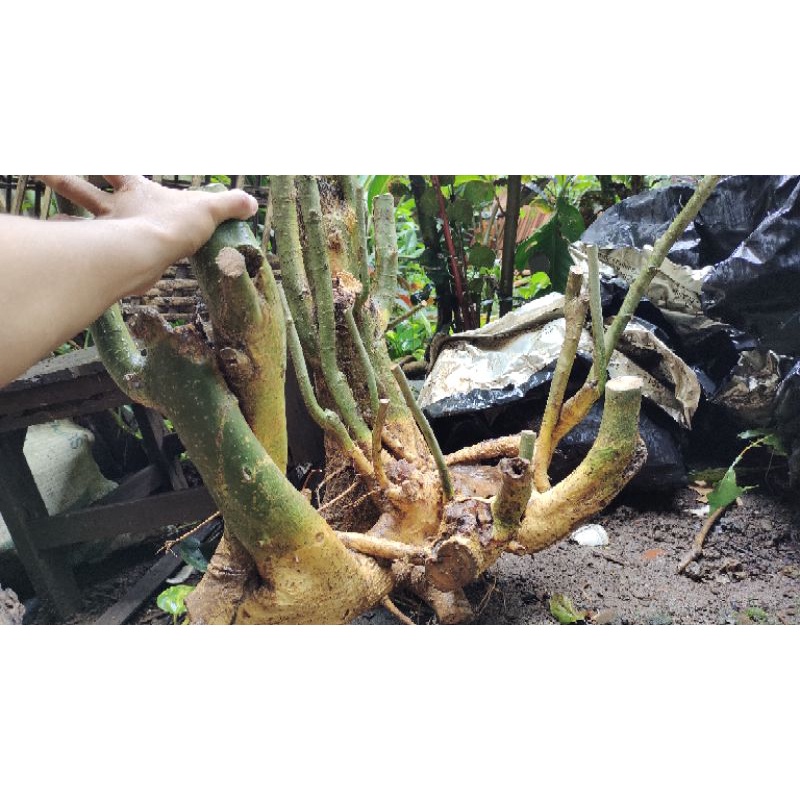 BAHAN BONSAI SERUT/STREBLUS ASPER JUMBO KARAKTER RAFT