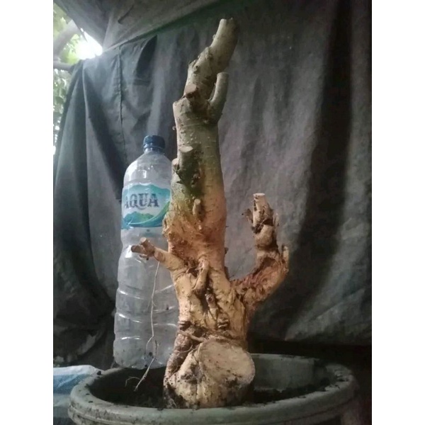 dongkelan Bonsai serut medium.20k