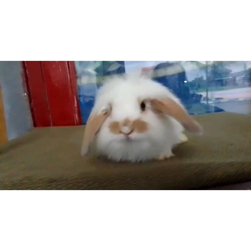 kelinci fuzzy lop