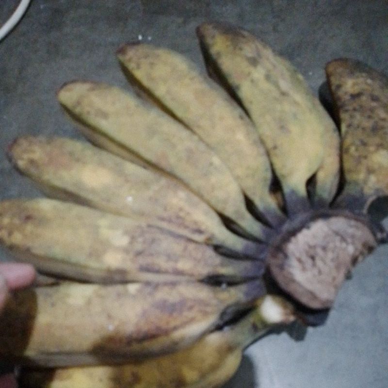 

GulaManis