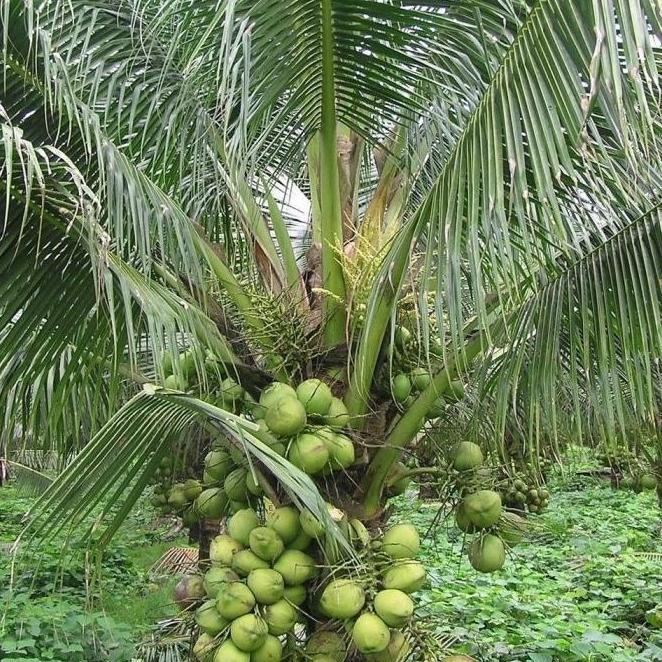 Bibit Kelapa dwarf pendek indian / kelapa pendek
