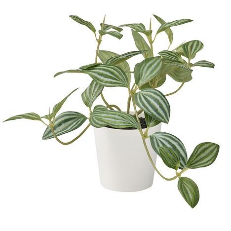 ⚡GROSIR⚡ FEJKA Tanaman tiruan dengan pot, peperomia, 6 cm