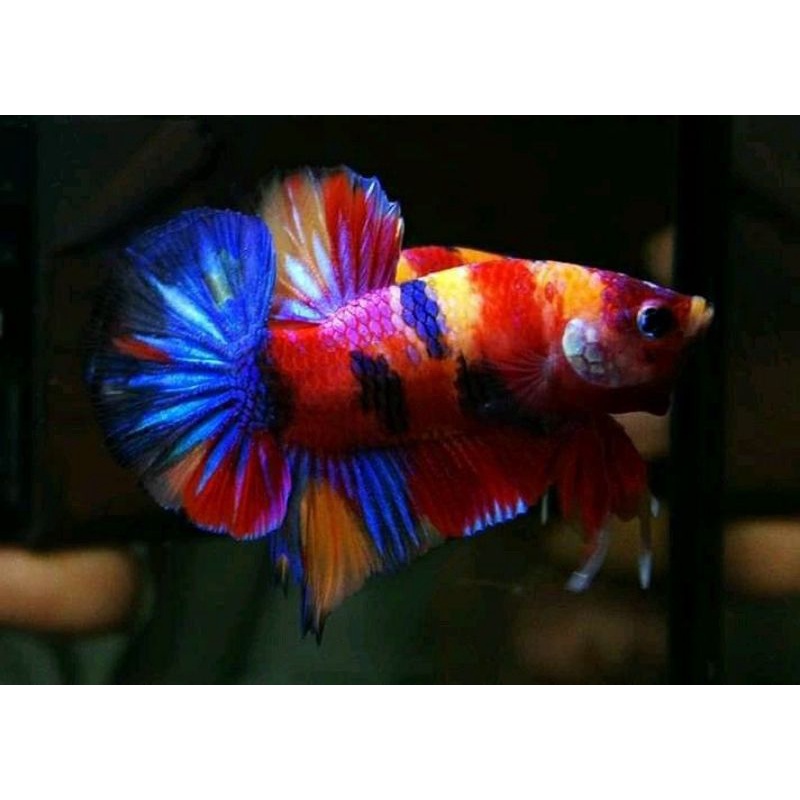 PK ORANGE BASE MULTY