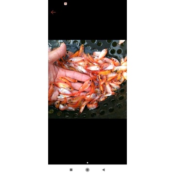 paket 50 ekor nila merah