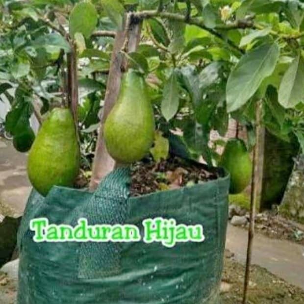 Berkuwalitas Bibit Apokat Aligator