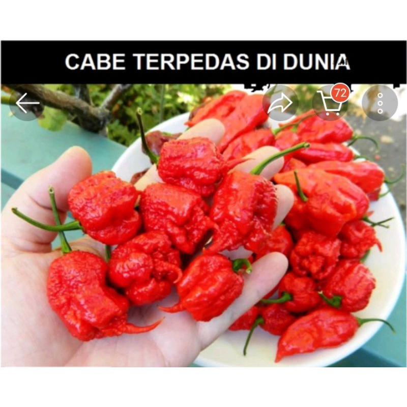 BIBIT CABE CAROLINA REAPER ASLI CABAI TERPEDAS DIDUNIA