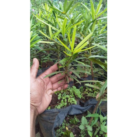 boxus lohansung serbin micro