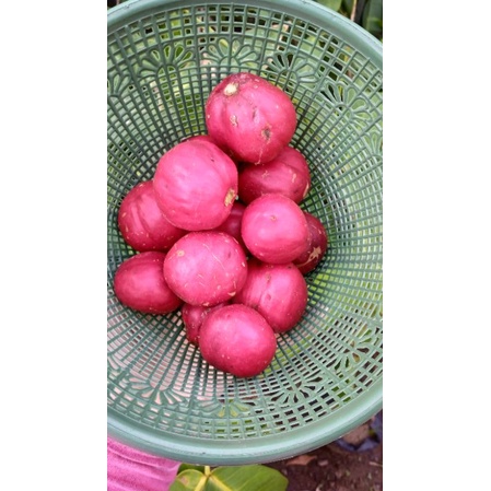 

MAHKOTA DEWA | 250 gram