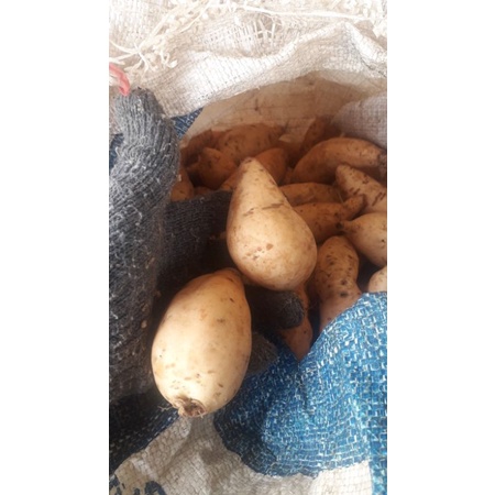 

Ubi Cilembu Asli Spek Pilus kecil berat 25kg SPC