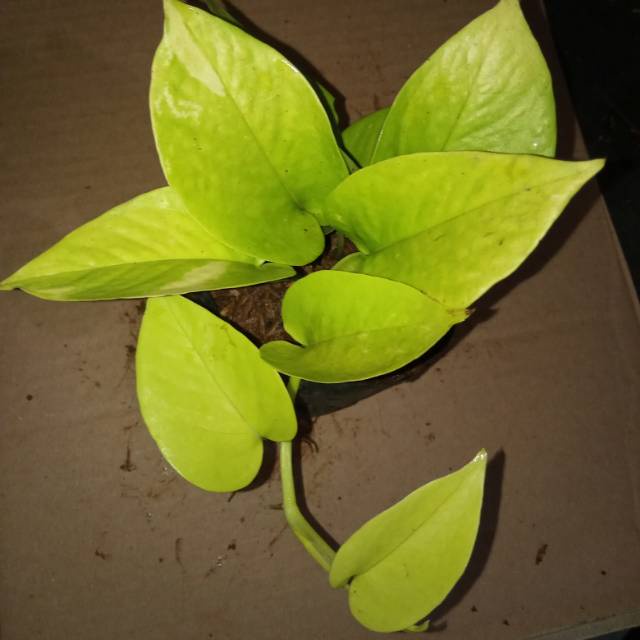 tanaman  hias pot gantung siri gading love lemon murah