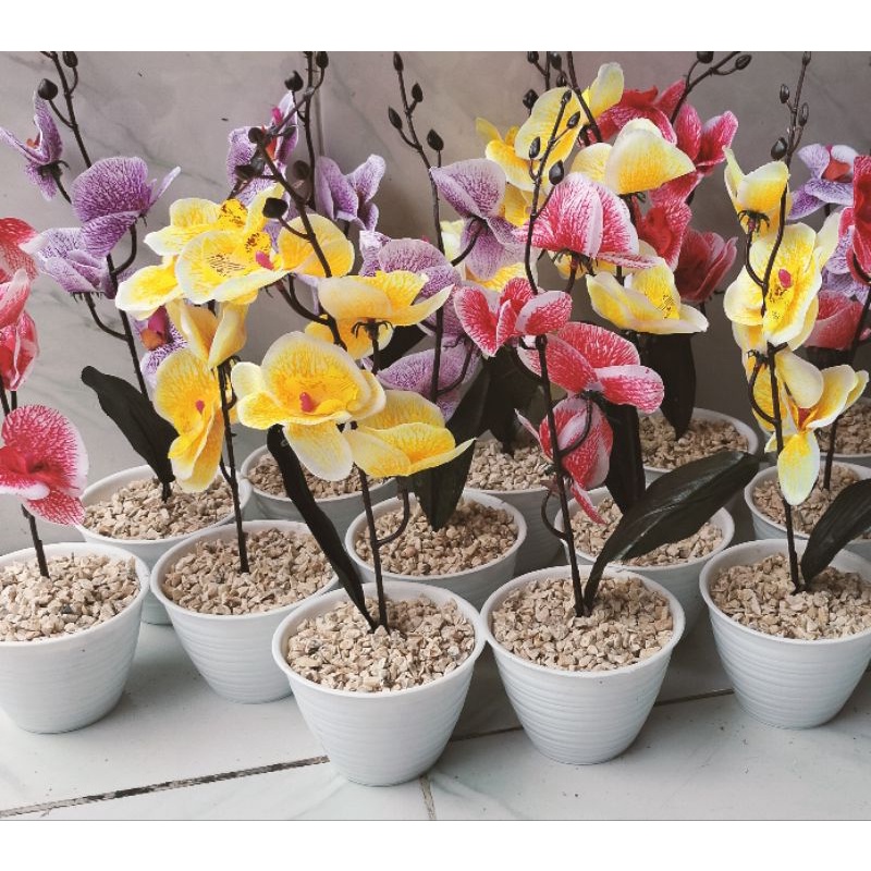 TANAMAN PAJANGAN ANGGREK BULAN+POT // BUNGA HIAS MEJA ANGGREK POT plastik