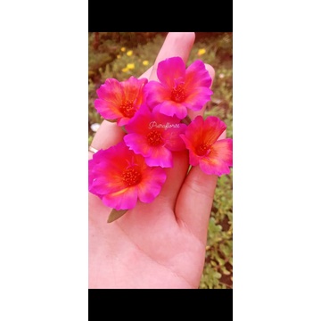 mossrose/krokot import