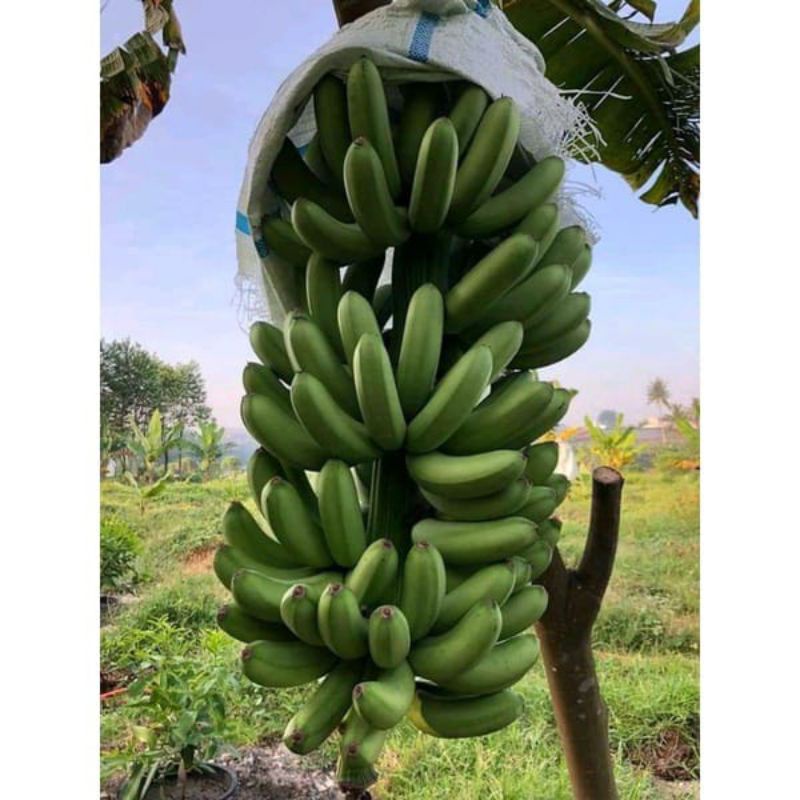 BIBIT PISANG BARANGAN MEDAN PISANG BARANGAN CANTIK HIJAUSURYA