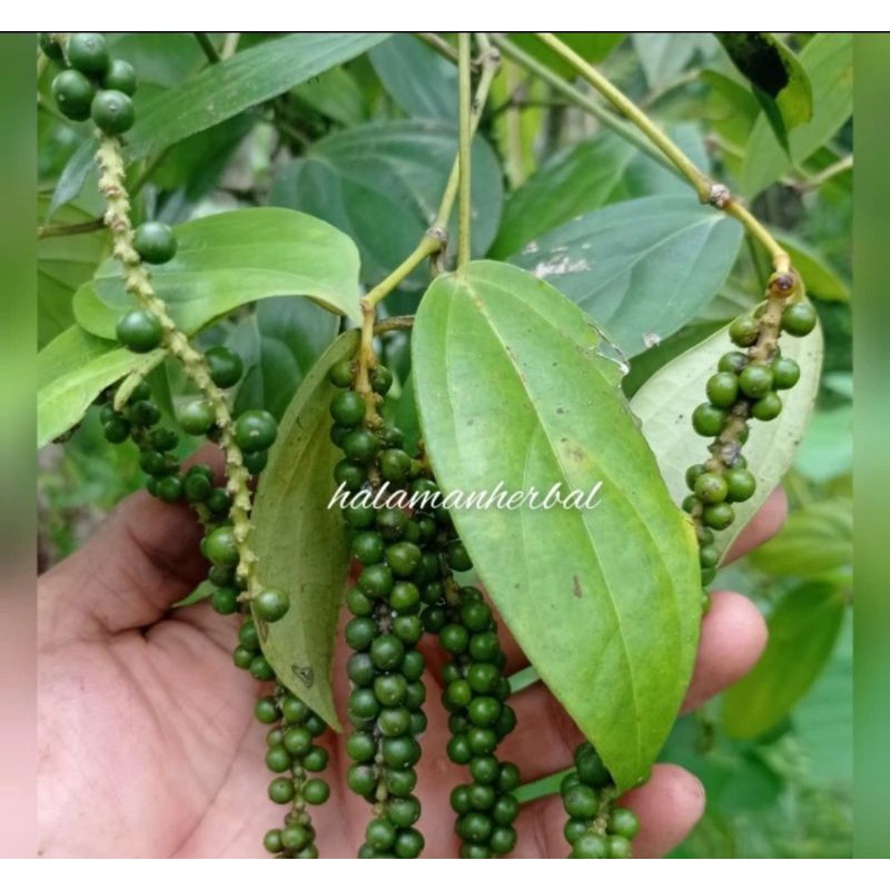 

lada hijau fresh 250 gram
