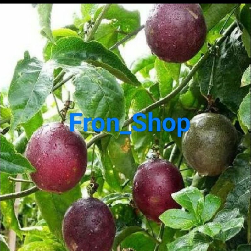 Bibit Markisa Ungu/Tanaman Rambat / Bibit Buah Markisa