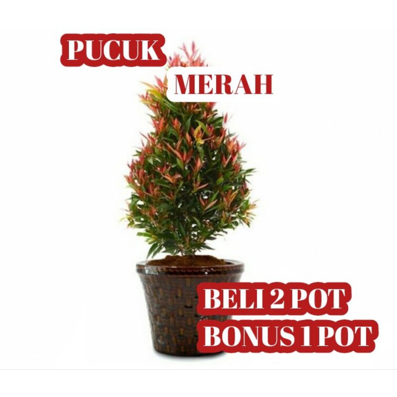BIBIT PUCUK MERAH TINGGI 1 METER