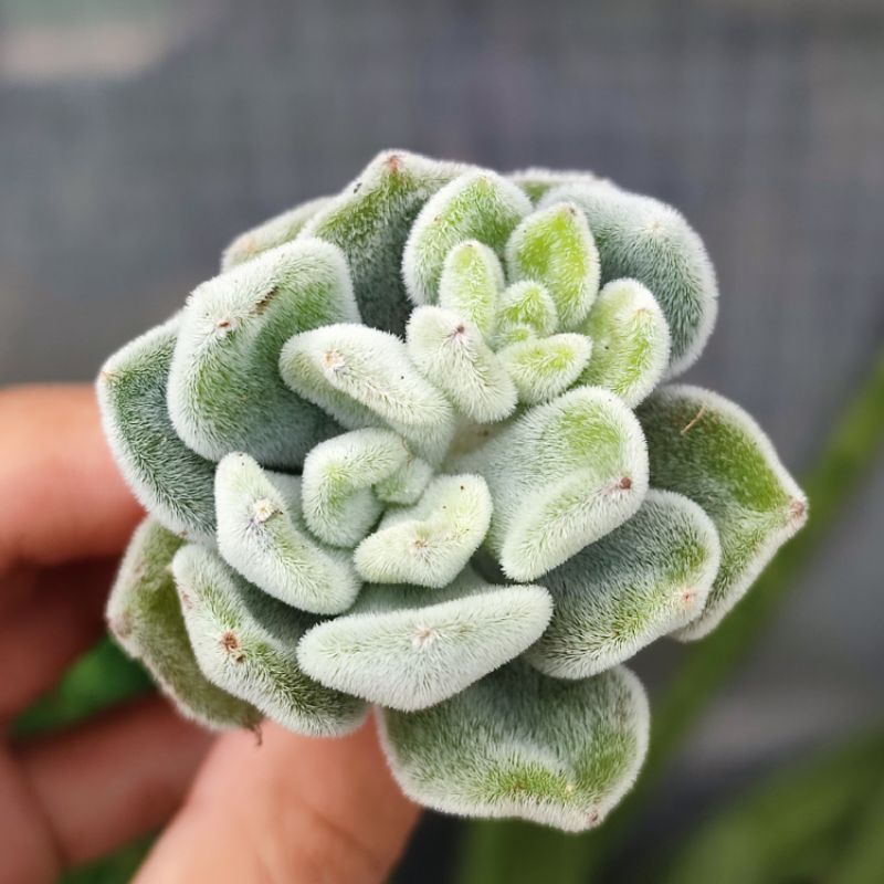 Sukulen Echeveria Pulvinata Frosty