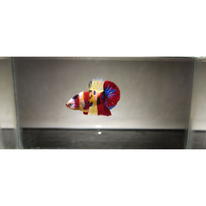 Cupang Yellow Base Multy Colour