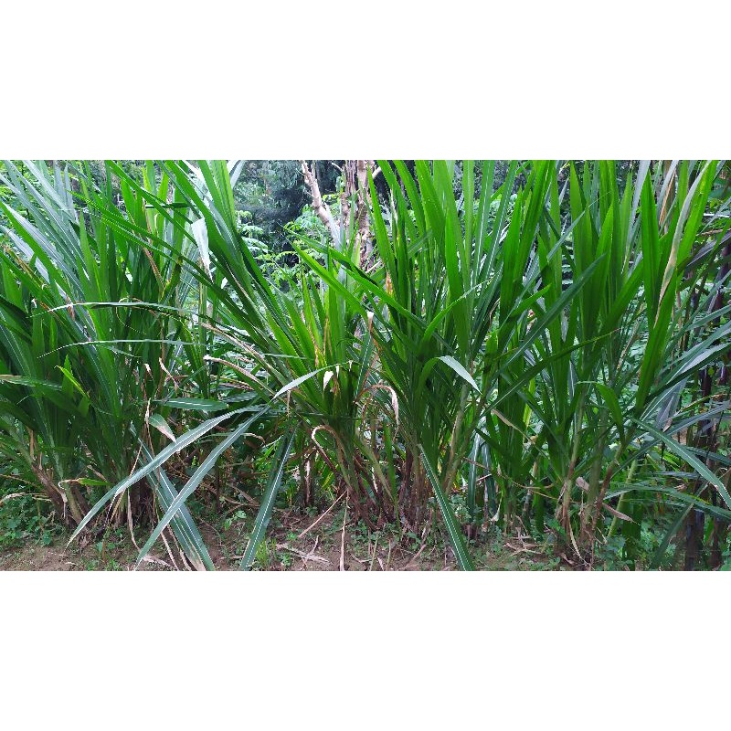 bibit rumput odot super