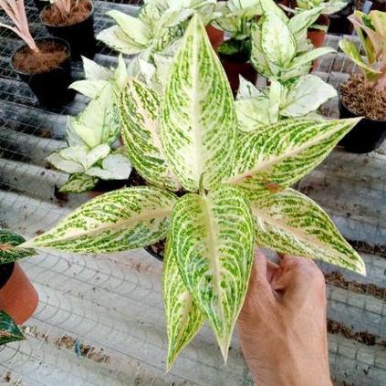 Aglonema Legacy White Dewasa Daun 7-8-9