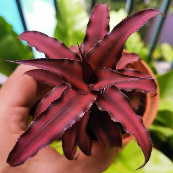 Cryptanthus Merah | Cryptanthus Bromeliad Red | Tanaman Paludarium