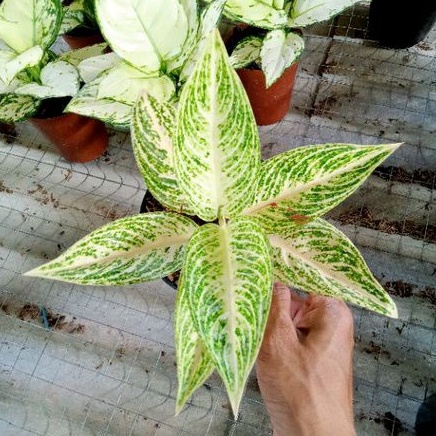 Aglonema Legacy White Dewasa Daun 7-8-9