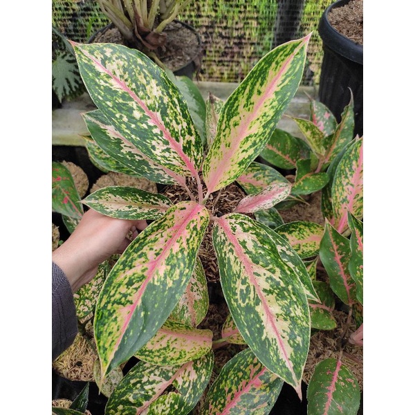 Aglonema Serena Rimbun / Aglaonema Serena Lokal