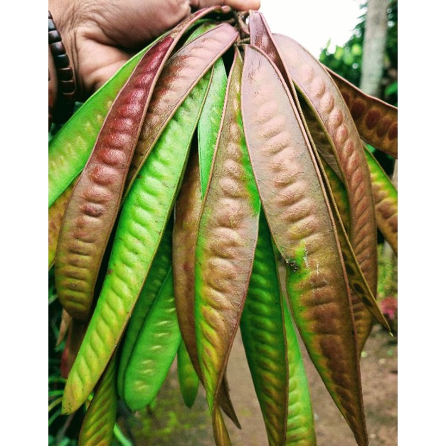 

Petey Selong untuk buntil segar500gram