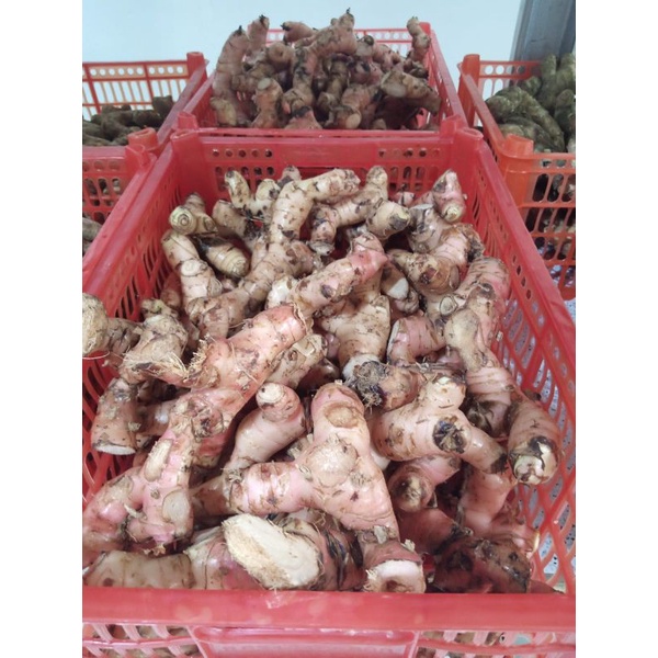 

JAHE MERAH 250GR