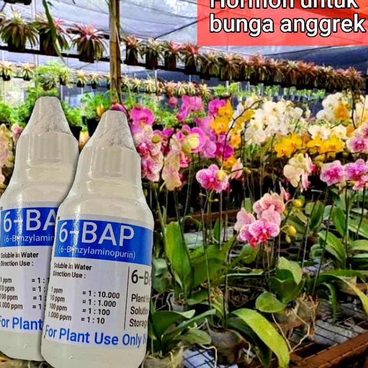 TERMURAH Hormon Anggrek BAP. 6-BAP BENZYL AMINO PURIN 10.000 ppm 30 ml