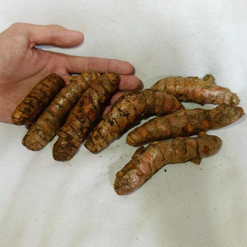 

kunyi Segar 1 kg