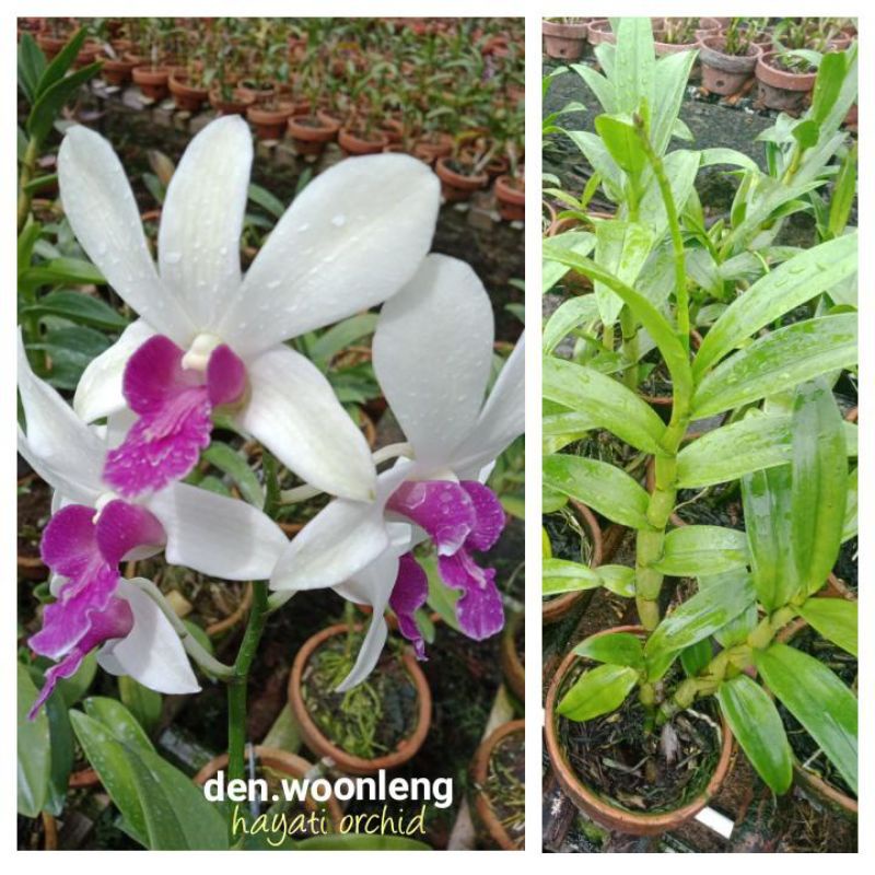 Anggrek Dendrobium Woonleng Bunga Wangi