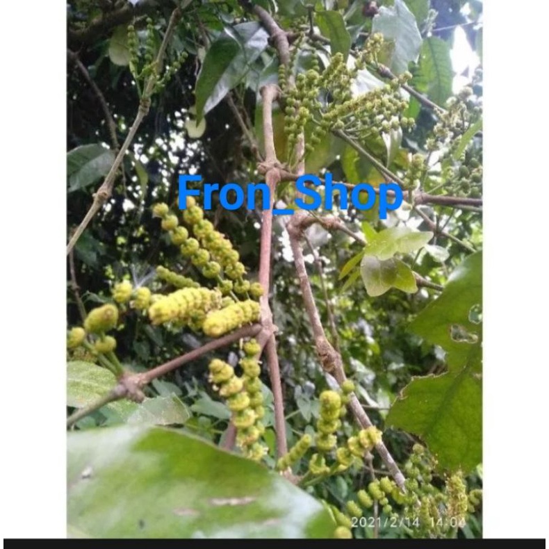 

200 Grm Uceng Melinjo Suceng Melinjo | Kembang Melinjo Sayur