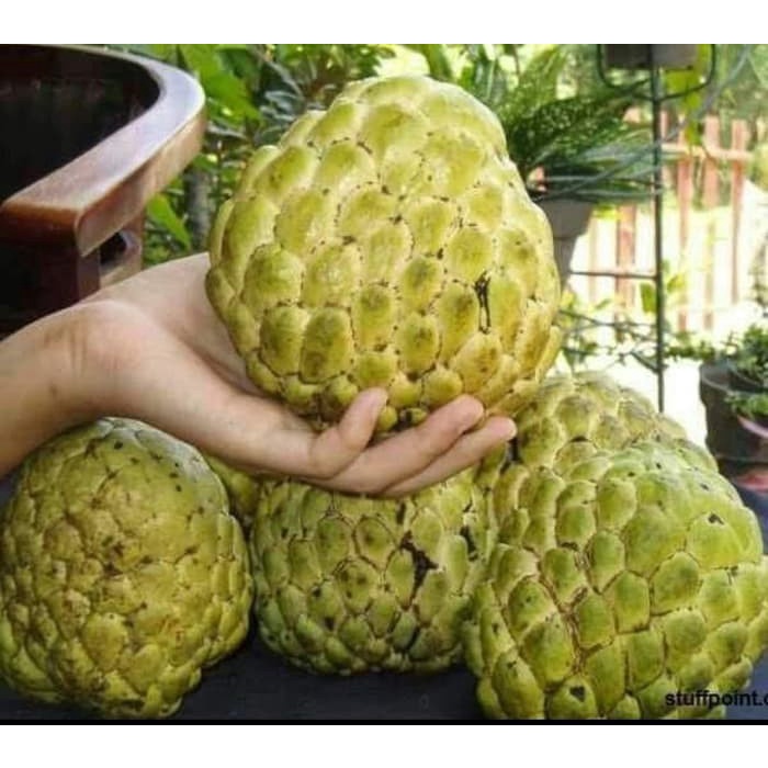 Bibit Tanaman Buah Srikaya Jumbo UNGGULAN