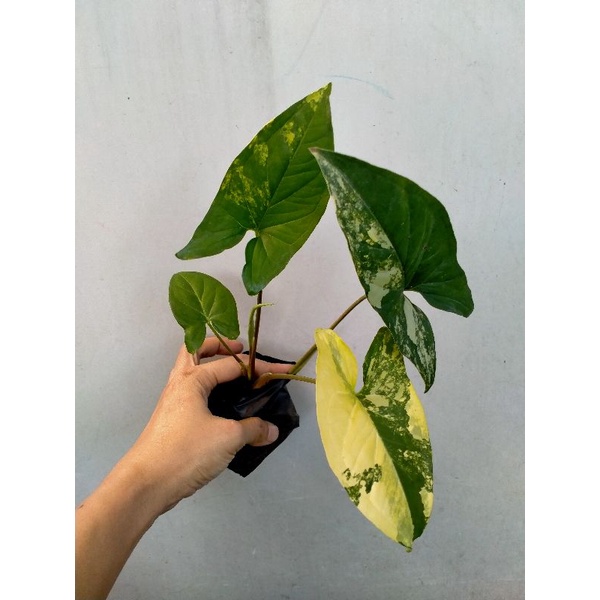 Syngonium Yellow Variegated Varigata Kuning