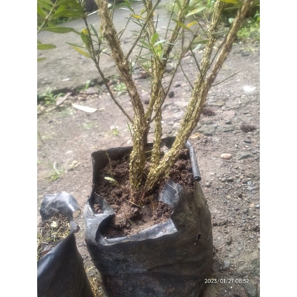 bahan bonsai boxus / buxus